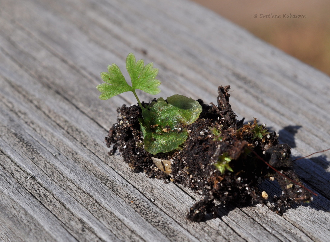 Изображение особи Athyrium filix-femina.