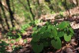 Aristolochia steupii. Зацветающие растения. Краснодарский край, Туапсинский р-н, долина ручья Красный Водопад, широколиственный лес. 03.04.2013.