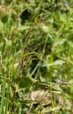 Persicaria hydropiper