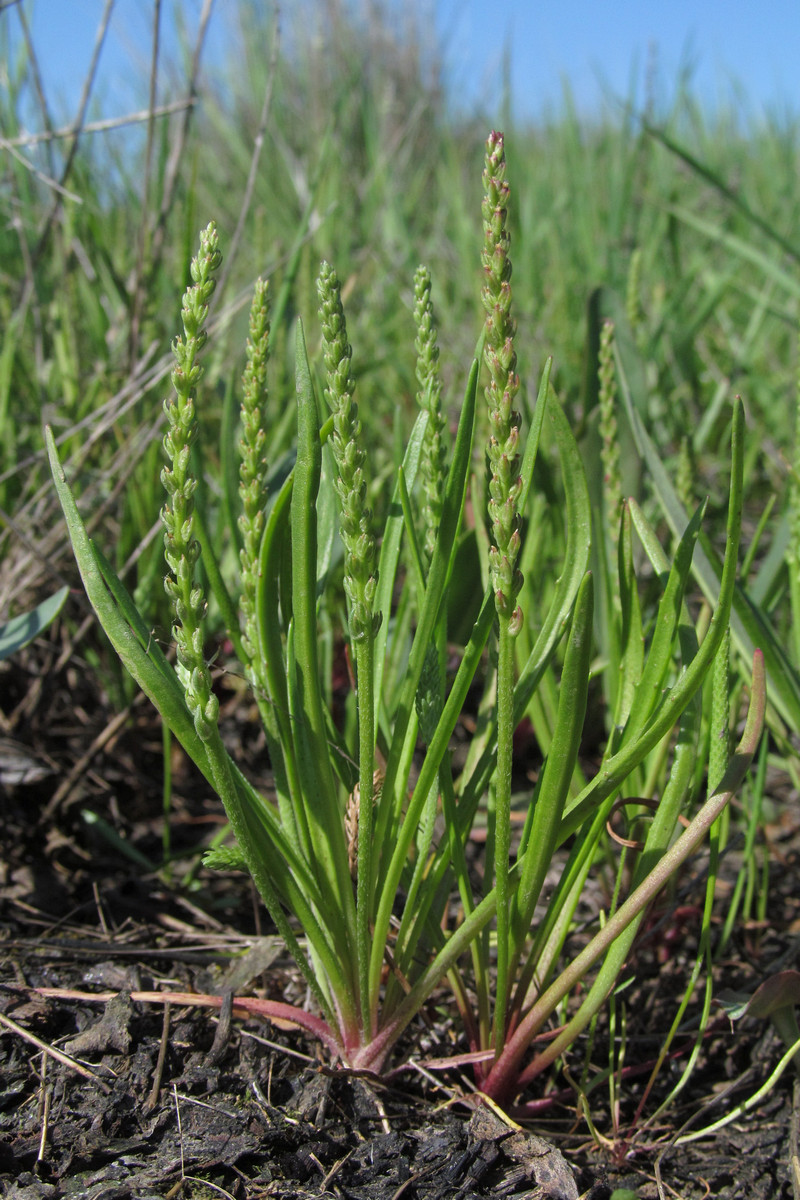 Изображение особи Plantago tenuiflora.