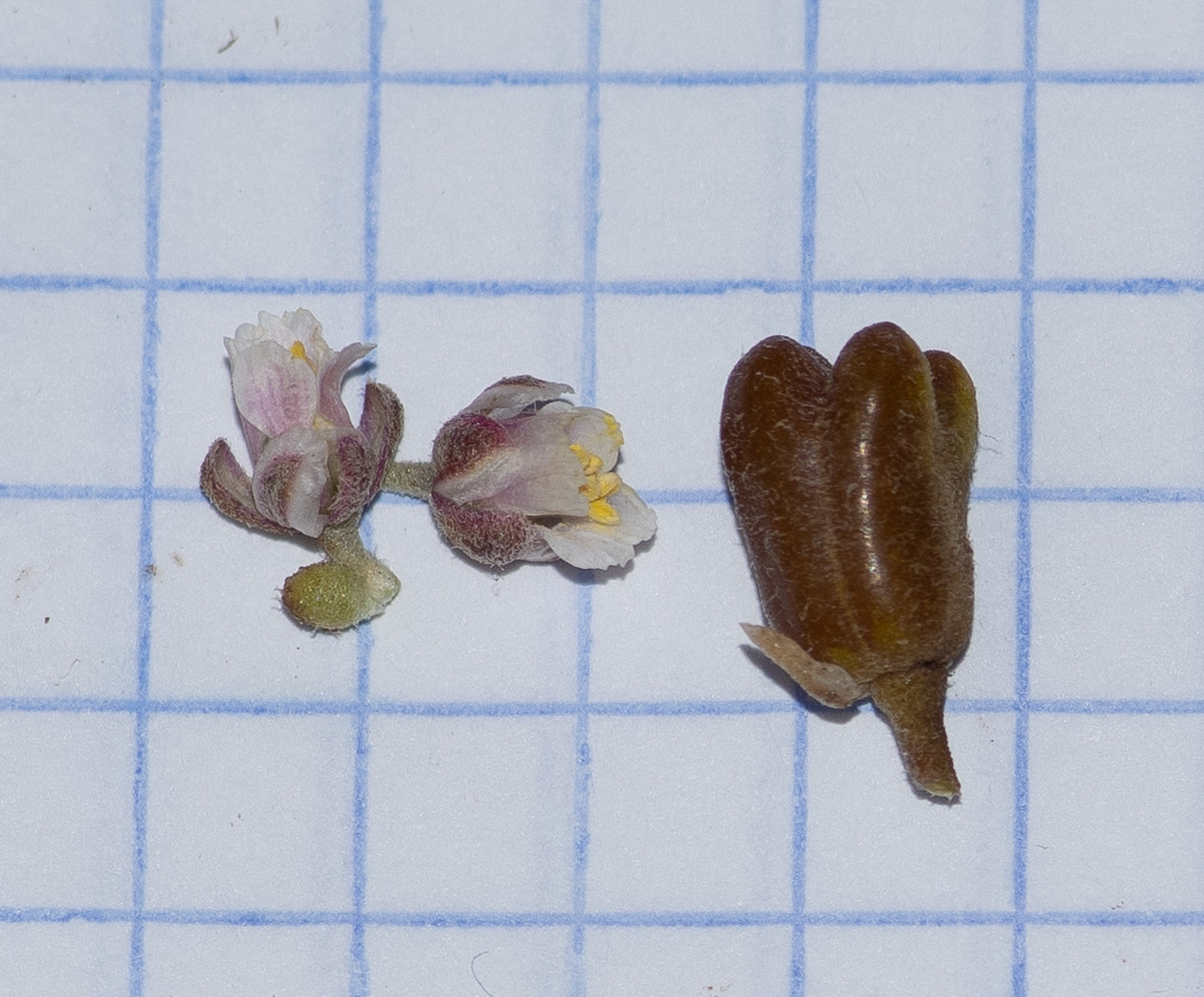 Image of Tetraena gaetula specimen.
