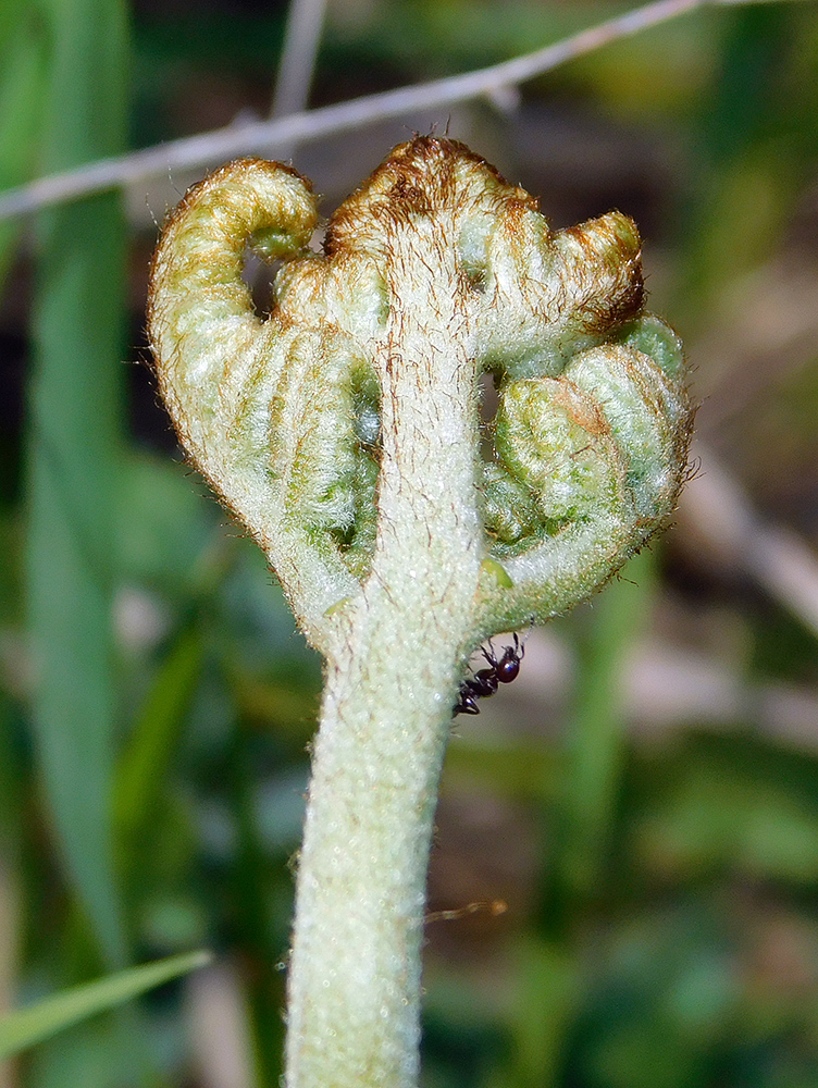 Изображение особи Pteridium tauricum.