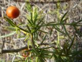 Asparagus verticillatus