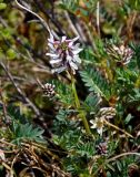 Astragalus norvegicus. Верхушка побега с соцветием. Алтай, Кош-Агачский р-н, долина р. Аккаллу-Озек, ≈ 2500 м н.у.м., горная тундра, ерник. 17.06.2019.