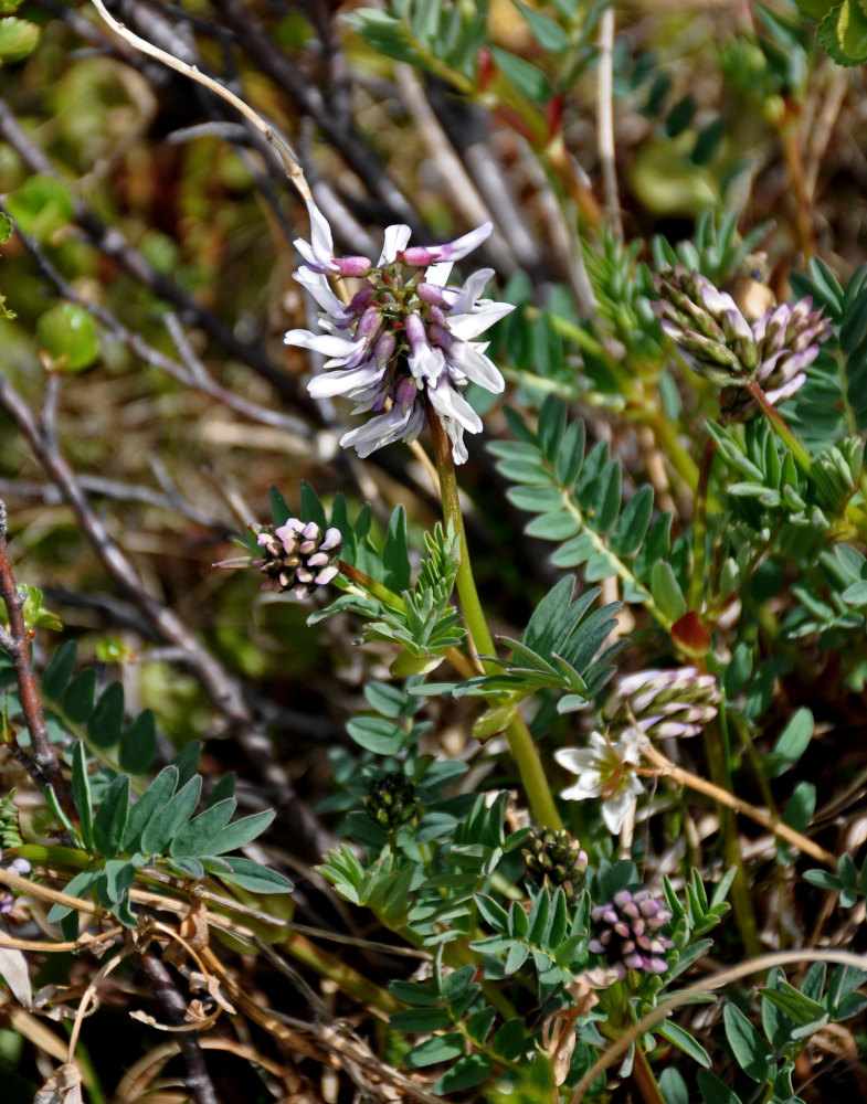 Изображение особи Astragalus norvegicus.