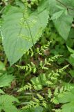 Dryopteris carthusiana