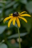 Rudbeckia hirta