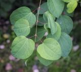 Cercidiphyllum japonicum