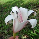 Crinum macowanii