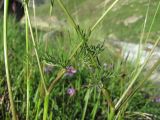 Chaerophyllum roseum