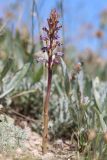 Orobanche cumana