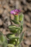 Nonea versicolor