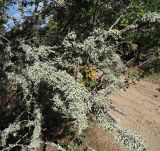 genus Evernia. Заросли на сухих ветвях держи-дерева (Paliurus spina-christi). Республика Крым, Алуштинский р-н, окр. с. Малореченское, редколесье, обочина грунтовой дороги. 04.09.2021.