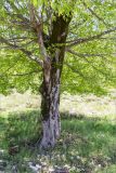 род Carpinus. Нижняя часть ствола и часть кроны плодоносящего растения. Абхазия, окр. г. Новый Афон, каменистый склон Иверской горы, вблизи дороги к Анакопийской крепости. 12.05.2021.