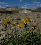 Haplopappus diplopappus