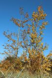 Populus tremula