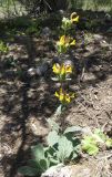 Phlomoides baissunensis