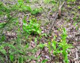 Cypripedium calceolus