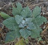 Salvia aethiopis