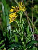 Arnica sachalinensis