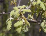 род Quercus. Верхушка веточки с соцветиями. Испания, автономное сообщество Каталония, провинция Жирона, комарка Ла-Гарроча, муниципалитет Ла-Валь-де-Бианья, подр-н (субкомарка) Л’Альта-Гарроча, 870 м н.у.м., перевал Capsacosta, смешанный лес. 12.04.2024.