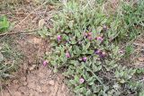 Ajuga turkestanica