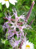 Dianthus superbus