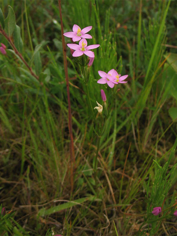 Изображение особи Centaurium littorale.