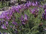 Astragalus pachyrrhizus