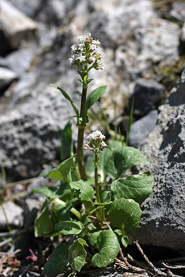 Изображение особи Valeriana ficariifolia.