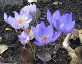 Crocus speciosus