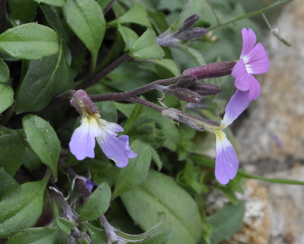 Изображение особи Malcolmia flexuosa.