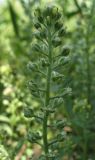 Alyssum alyssoides