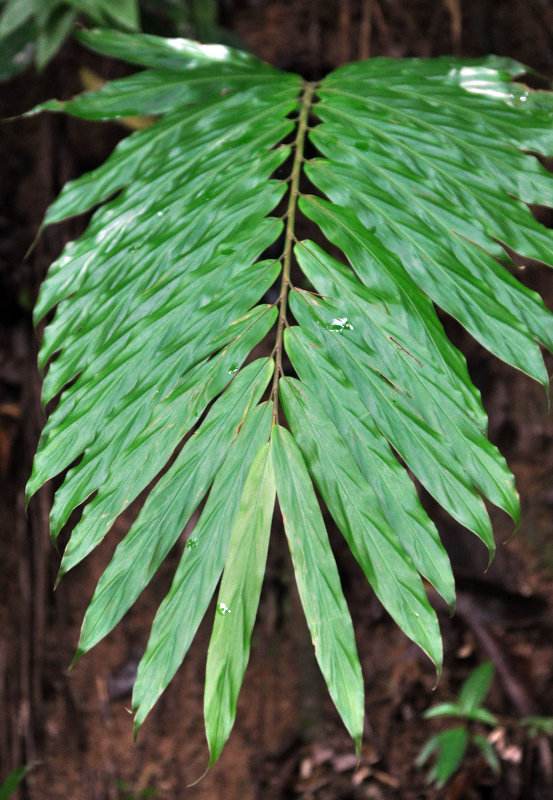 Изображение особи Zingiber latifolium.
