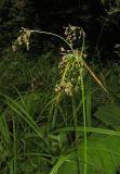 Scirpus sylvaticus. Соцветие. Крым, Симферопольский р-н, окр. с. Краснолесье, у ручья в буковом лесу. 16 июля 2014 г.