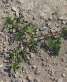 Potentilla подвид paradoxa