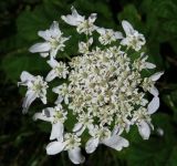 Heracleum sosnowskyi. Зонтичек - часть общего соцветия. Курская обл., Кореневский р-н, дер. Внезапное, пустырь у заброшенной фермы. 05.07.2014.