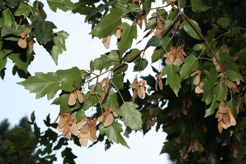 Изображение особи Acer semenovii.