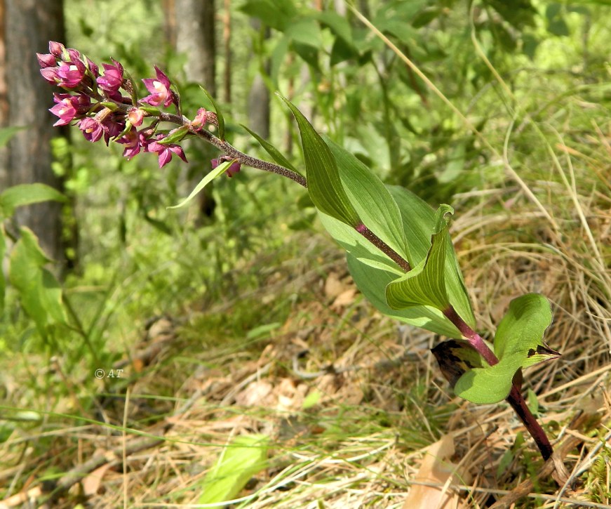 Изображение особи Epipactis atrorubens.