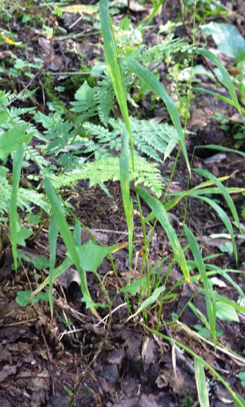 Изображение особи Cinna latifolia.