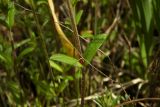 Cerastium holosteoides. Часть стебля с листьями. Новгородская обл., Боровичский р-н, к с.-з. от г. Боровичи, вырубка. 31.05.2015.