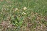 Primula veris. Отцветающие растения на сухом лугу. Псковская обл., Пушкиногорский р-н, окр. усадьбы Михайловское. 08.05.2016.