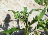 Cirsium setosum