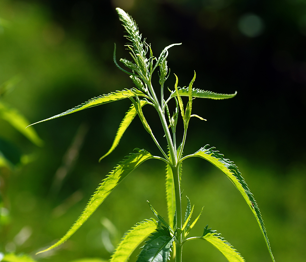 Изображение особи Veronica longifolia.