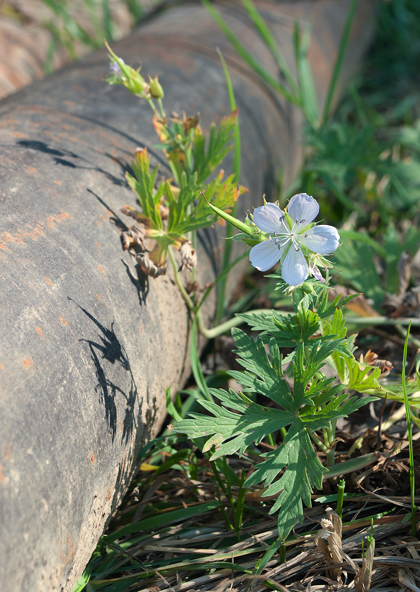 Изображение особи Geranium affine.