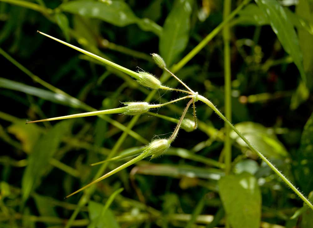 Изображение особи Erodium cicutarium.