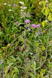 Centaurea pseudophrygia