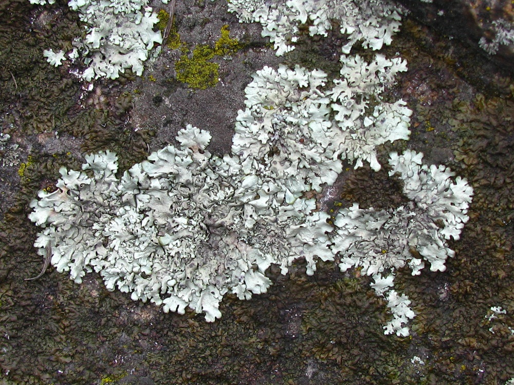 Изображение особи семейство Parmeliaceae.