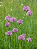 Allium schoenoprasum