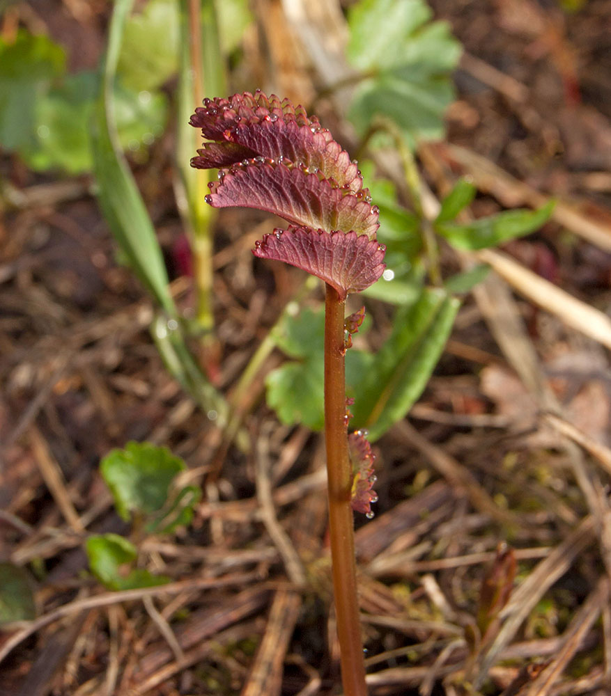 Изображение особи Sanguisorba officinalis.